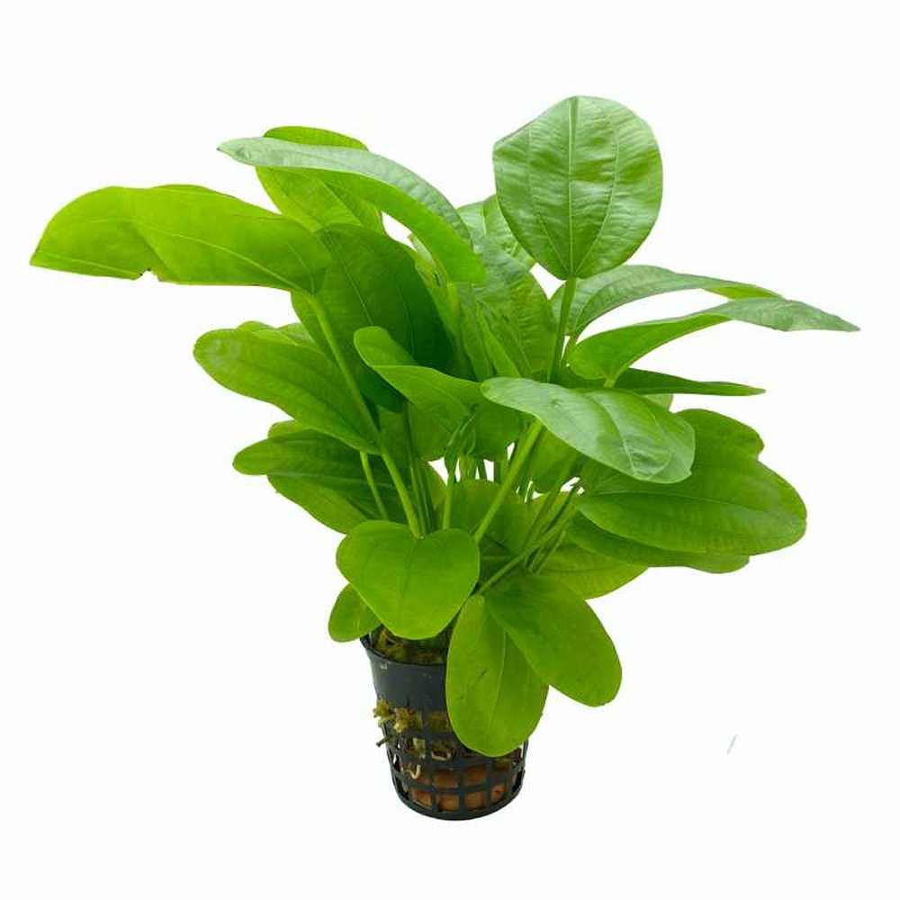 Echinodorus Radicans - Ulisse Quality Shop