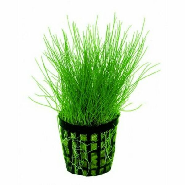 Eleocharis Acicularis Pianta Acquario
