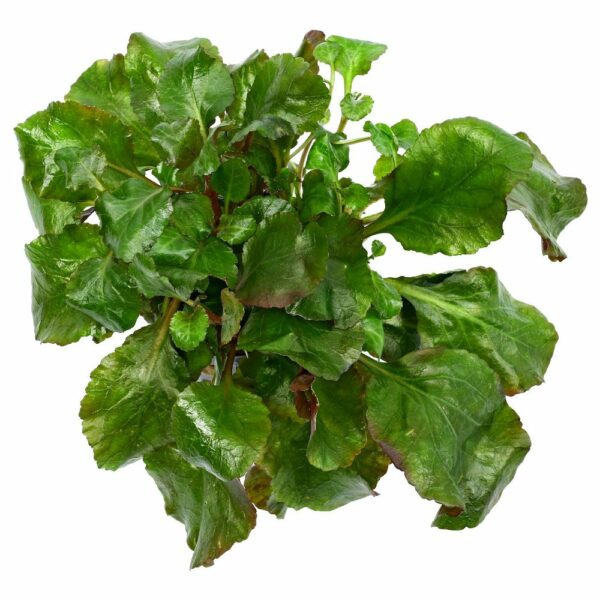 Lobelia Cardinalis Wavy