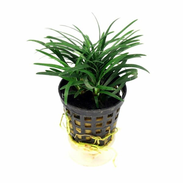 Ophiopogon Kyoto