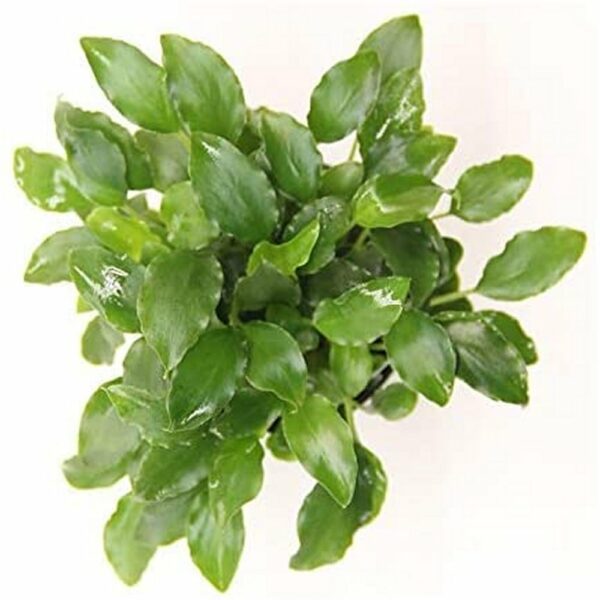 Schismatoglottis Prietoi - immagine 2