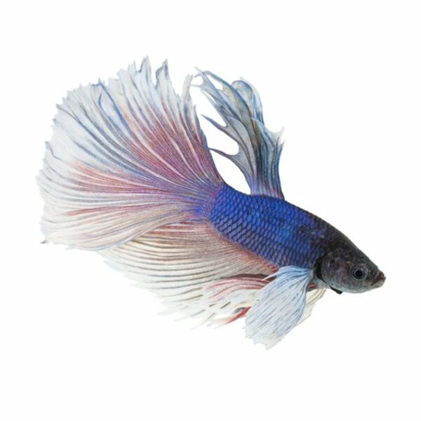 Betta Splendens Half Moon Orecchie Elefante