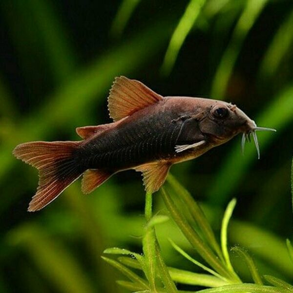 Corydoras Black Venezuela