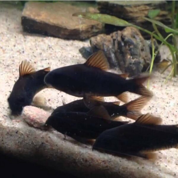 Corydoras Black Venezuela