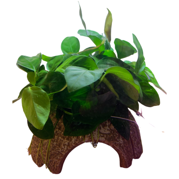 Anubias Barteri su Cocco