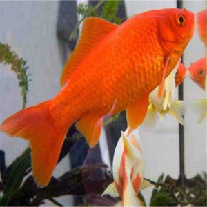 Pesce Rosso Carassius Auratus