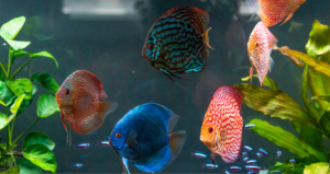 Symphysodon discus community