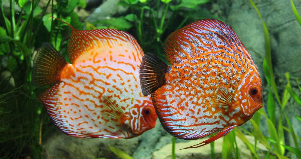 Symphysodon discus