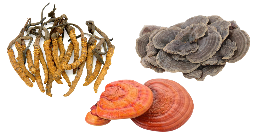 Cordyceps, Ganoderma Lucidum e Coriolus: la salute nei funghi