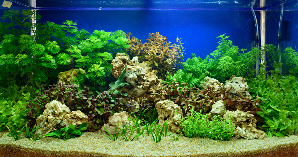 7 Cose da Sapere sull’Illuminazione dell’Acquario (Prima di Comprare ...